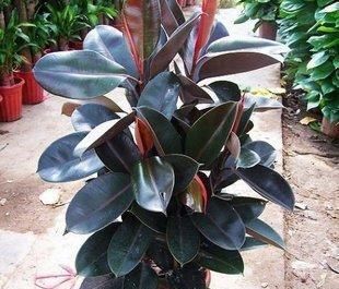 养花|6种观叶植物,客厅养一盆,绿意盎然,充满生机,不开花也好看!