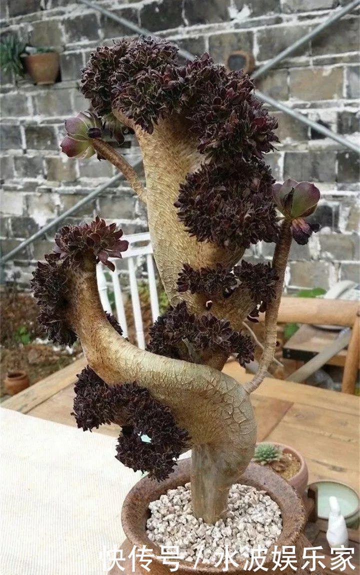 品种|多肉狠心砍1刀,窜出一圈新芽,花盆都容不下它了!