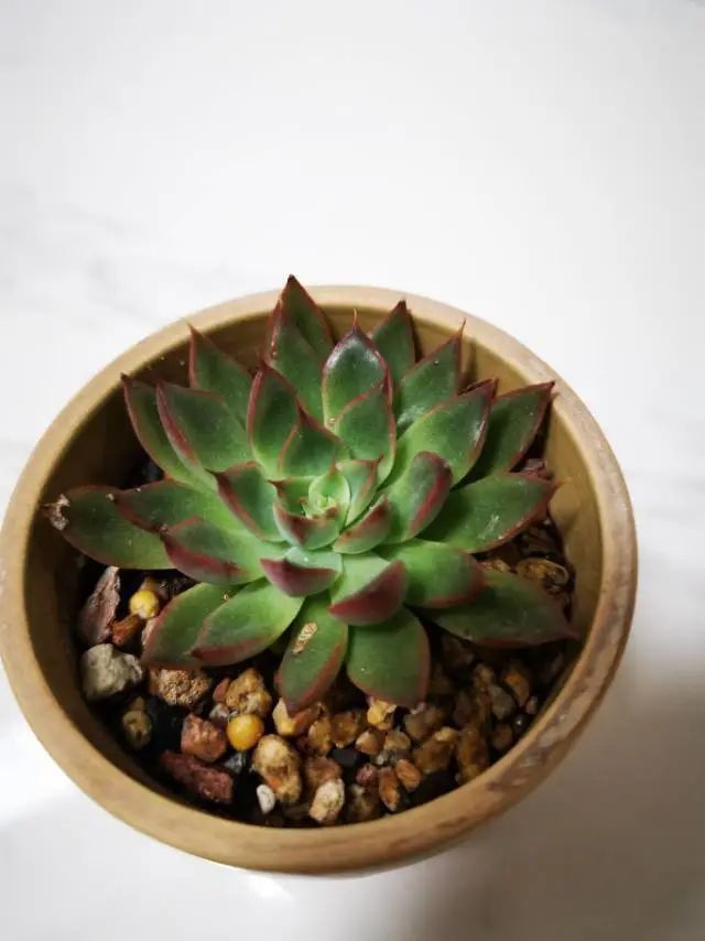 养成一个爱好的重要性和一个养肉人的日常！