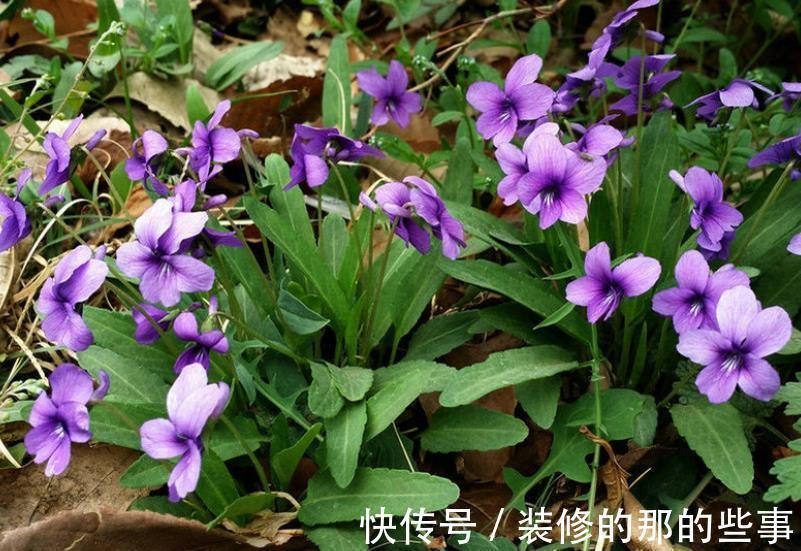 适合秋天种植的5种漂亮花,大气好养有格调,值得拥有