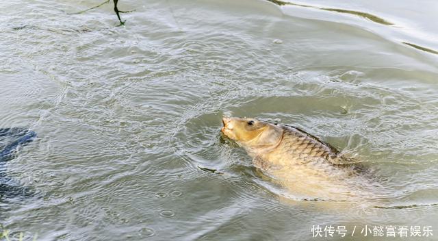 钓鱼时放药酒效果很好，但用错了反而死窝，几个技巧让你钓好鱼