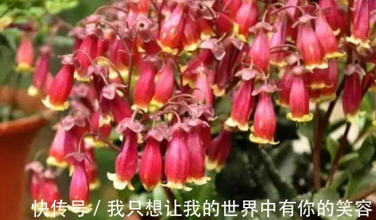 4种花花朵又大又艳,养起来还省心,对待新手超友好