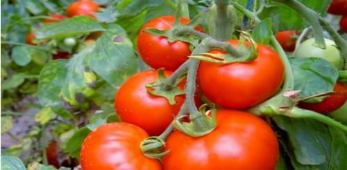 白晳|对身体很好的3种食物，调理肠胃，延缓衰老，改善体质