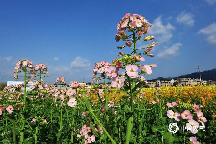 老年|浙江兰溪五彩缤纷油菜花田绽放 打翻了春天的调色盘