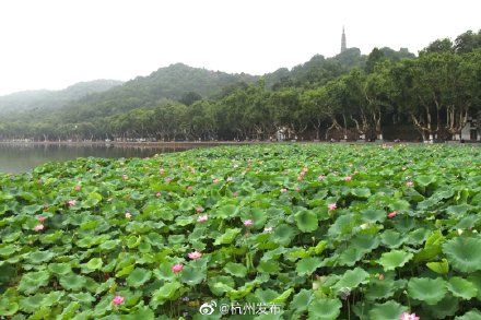 西湖|西湖荷花开始进入最佳观赏期