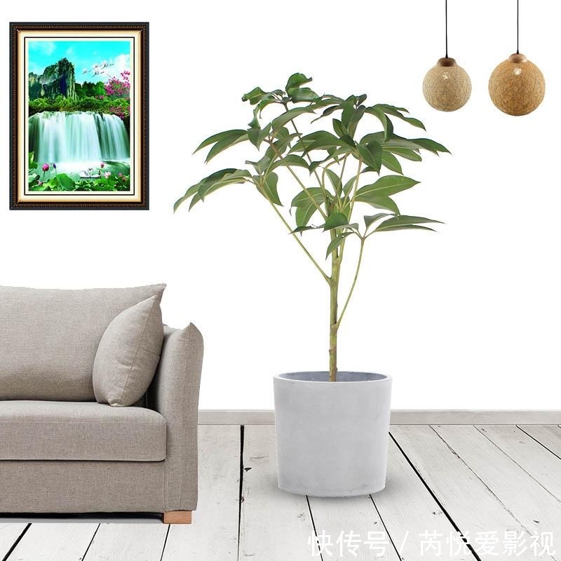 家里光照差,就选5种“耐阴花”,不用见太阳,花叶俱美,好运道