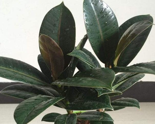 3种高端绿植养家里，大气上档次，观赏性高，越养越喜欢