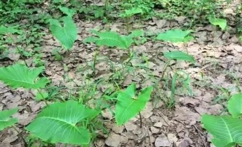 山林里生长的野草,块茎很珍贵称为“白附子”,其实还能用来祛斑