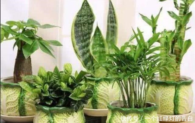 室内养6种植物,能净化空气环境,点缀家居、有益健康!