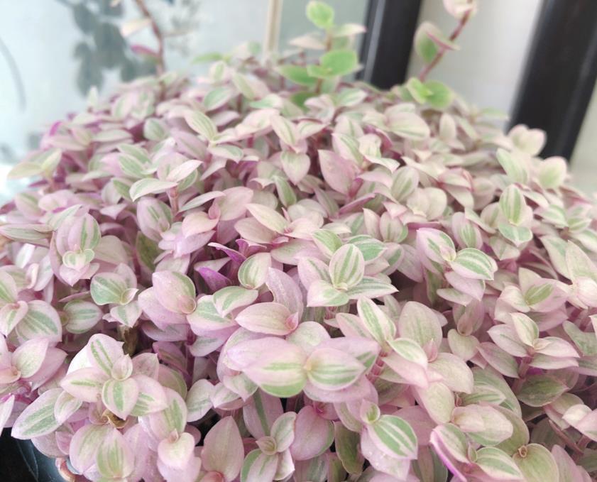 生根|适合夏天养的多肉，养一盆“爆”一盆，生根特快