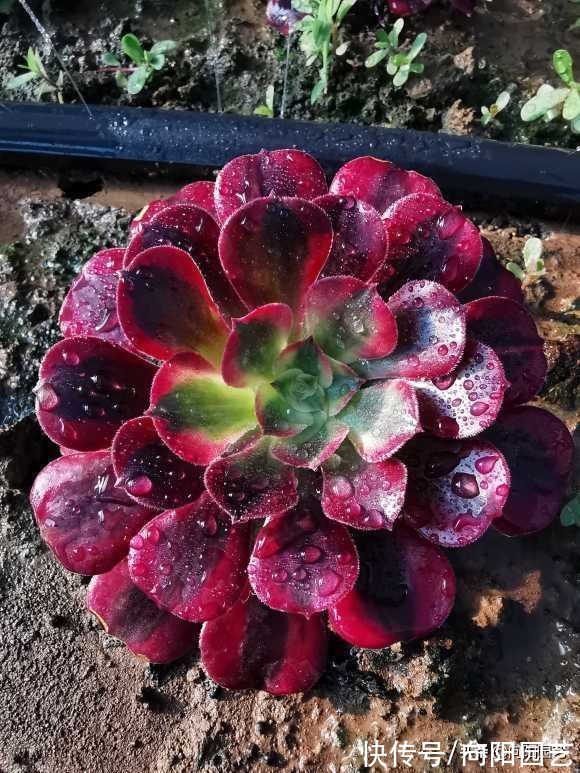 泥炭土|多肉法师怎么养？用半成颗粒，高盆栽种，观赏价格会更高