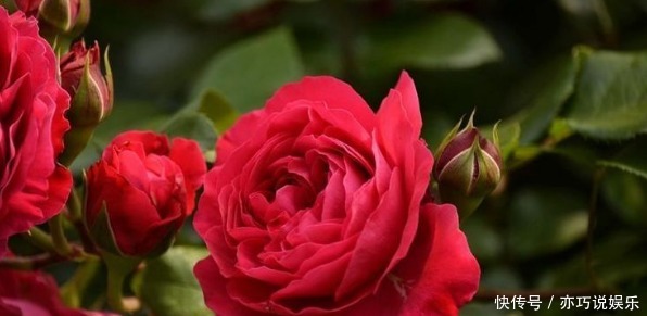 不妨|喜欢养花,不妨养优良月季红色达芬奇,花色红艳,芳香诱人