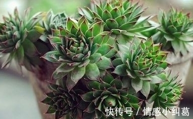 观音莲观音莲|网友推荐，最好养的多肉，你觉得靠谱吗