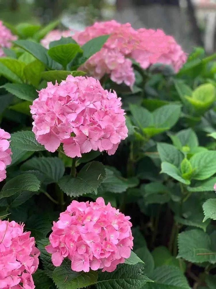 马卡龙|绣球繁花尽绽放 徐汇街头觅“清新”