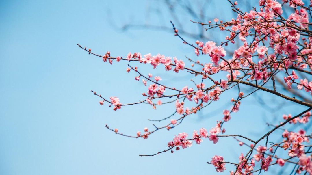 不负春光不负美，骑行、赏花约起来！（一大波美图来袭）