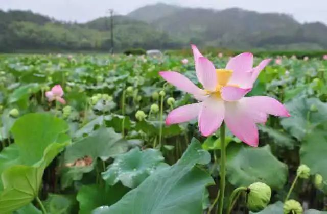 指数|跟着赏花指数嗨起来，在这邂逅花海中的诗和远方