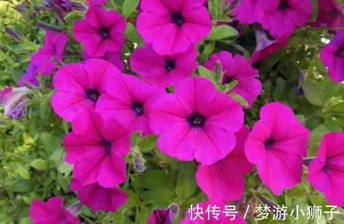 阳台上|六种简单的花,阳台不需要养太多花,室内就可以花香不断