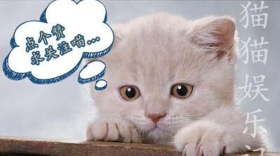 恋爱综艺是否靠谱？黄奕王琳相继翻车，王子文高调秀恩爱