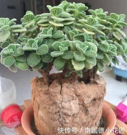 土壤|用1种药片水浇花,越浇土壤越疏松,花卉长得旺、不黄叶