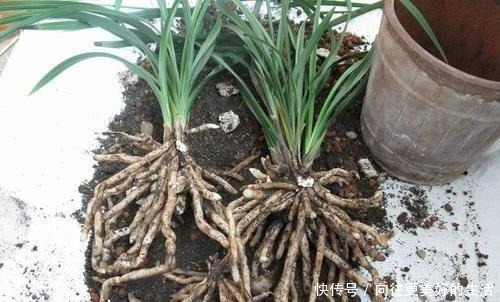 给“3种花”换盆,一定不能浇“定根水”,否则烂根多,容易死亡!