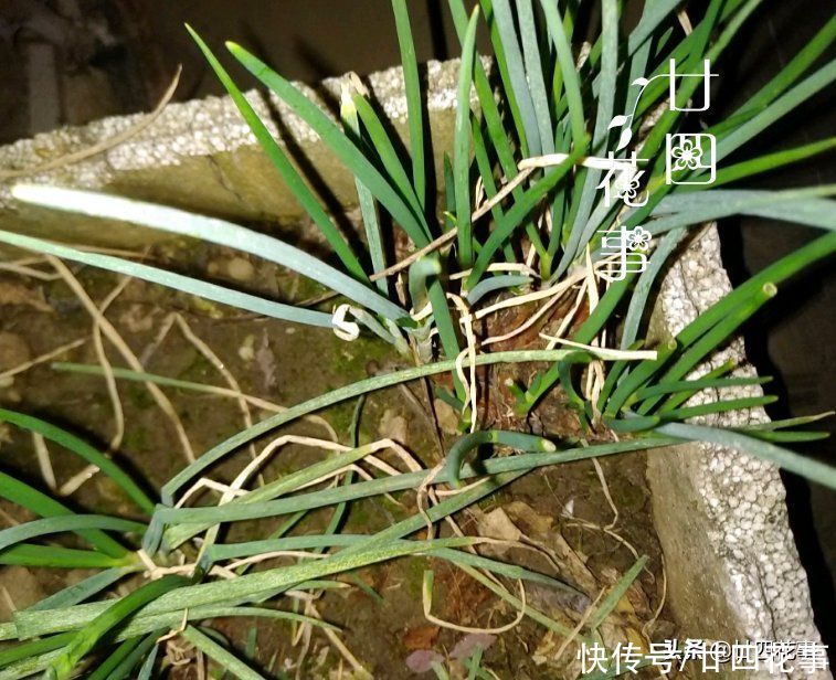 阳台种上4种菜，春节刚好上桌，自给自足，不怕菜涨价