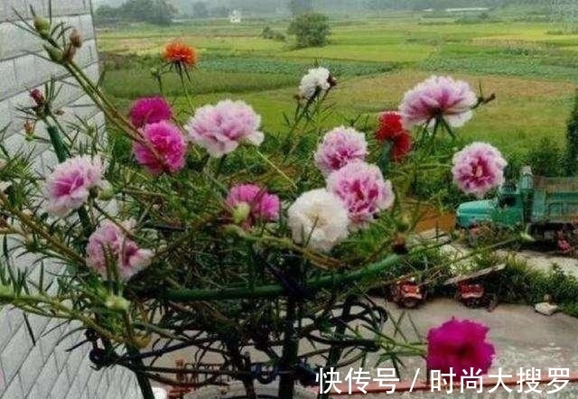 嫁接|养长寿花,用这法,1年就能成老桩,开满五色花,独特又吉祥