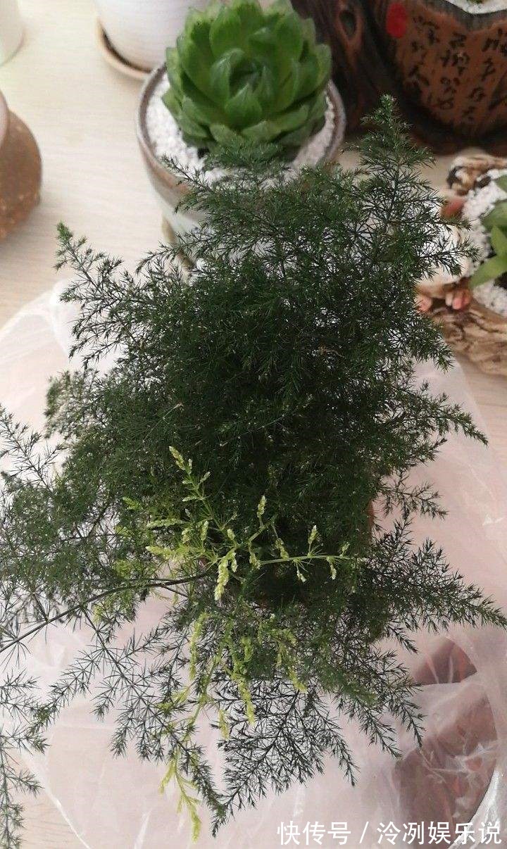 给文竹照这法子养，几星期结出上百个果，邻居羡慕的直拍照！