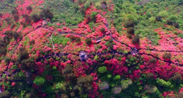 花花世界！趁清明假期赶紧去