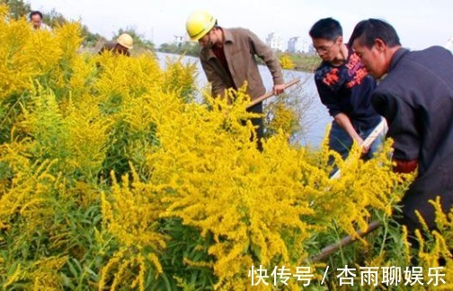 生命力|院子里长出这5种草，看到就铲除别犹豫，留下会“后患无穷”