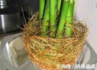 养花|养花先“养根”,君子兰富贵竹“喂点料”,白根呼呼冒,轻松爆盆!