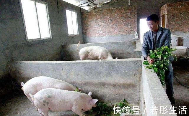 肠泻|在农村，农民都把它叫“仙草”，城里人也把它当成宝！