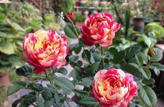 4种花是花中劳模,家里充满色彩感,阳台变成小花园