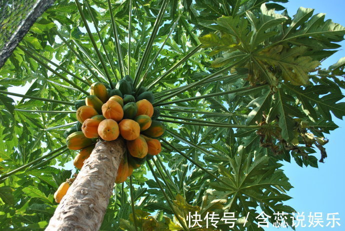 排毒食物|女性多吃四种排毒食物,延缓衰老,越吃子宫越干净