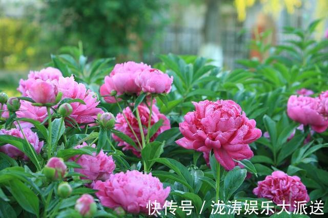 芍药花|芍药花，花大色艳、雍容华贵！掌握催花技巧，花开一整年