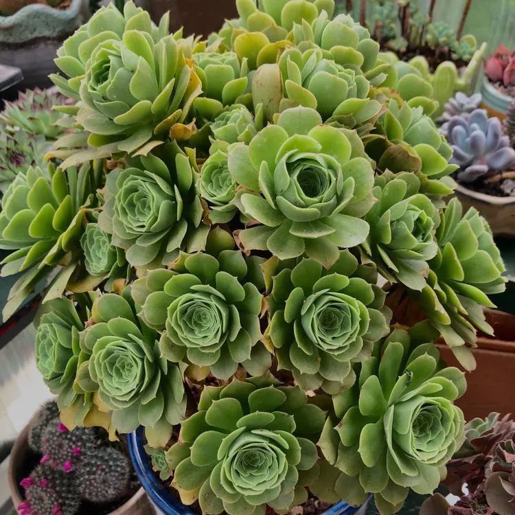 多肉小白三年励志对比养自己的花,爱自己的宇宙!