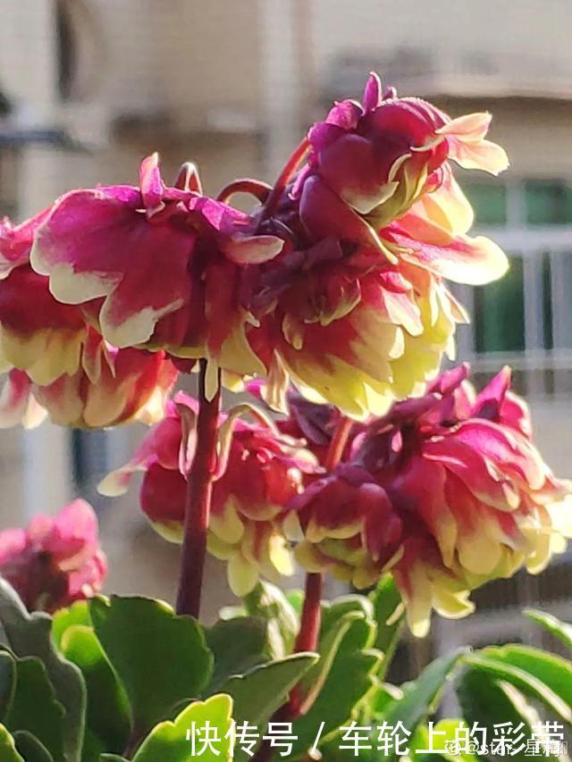 吊兰长满小金鱼，养上5年，越养越上瘾！