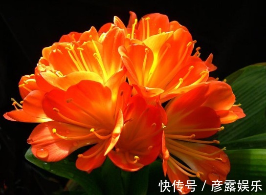 养君子兰,3个小绝招,招招都管用,叶子油绿,开花爆盆不是事