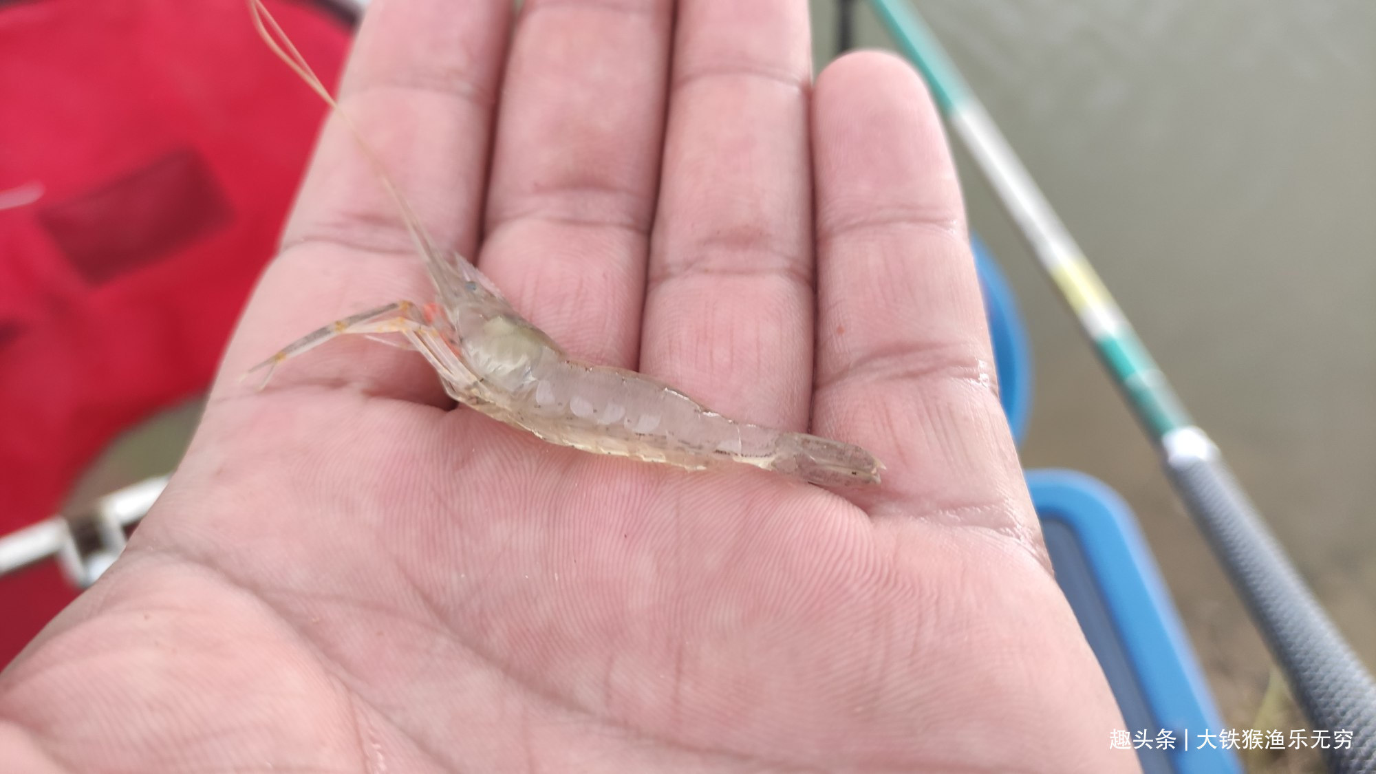 小杂鱼|解决小杂鱼“闹钩”的奇葩招数,这招叫以毒攻毒,钓鱼人完胜