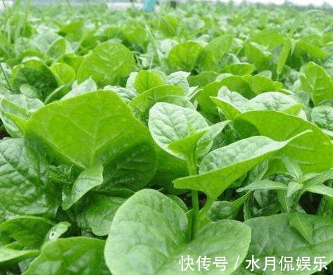 空心菜|补钙不仅要吃汤汤水水，还要多吃这些蔬菜！