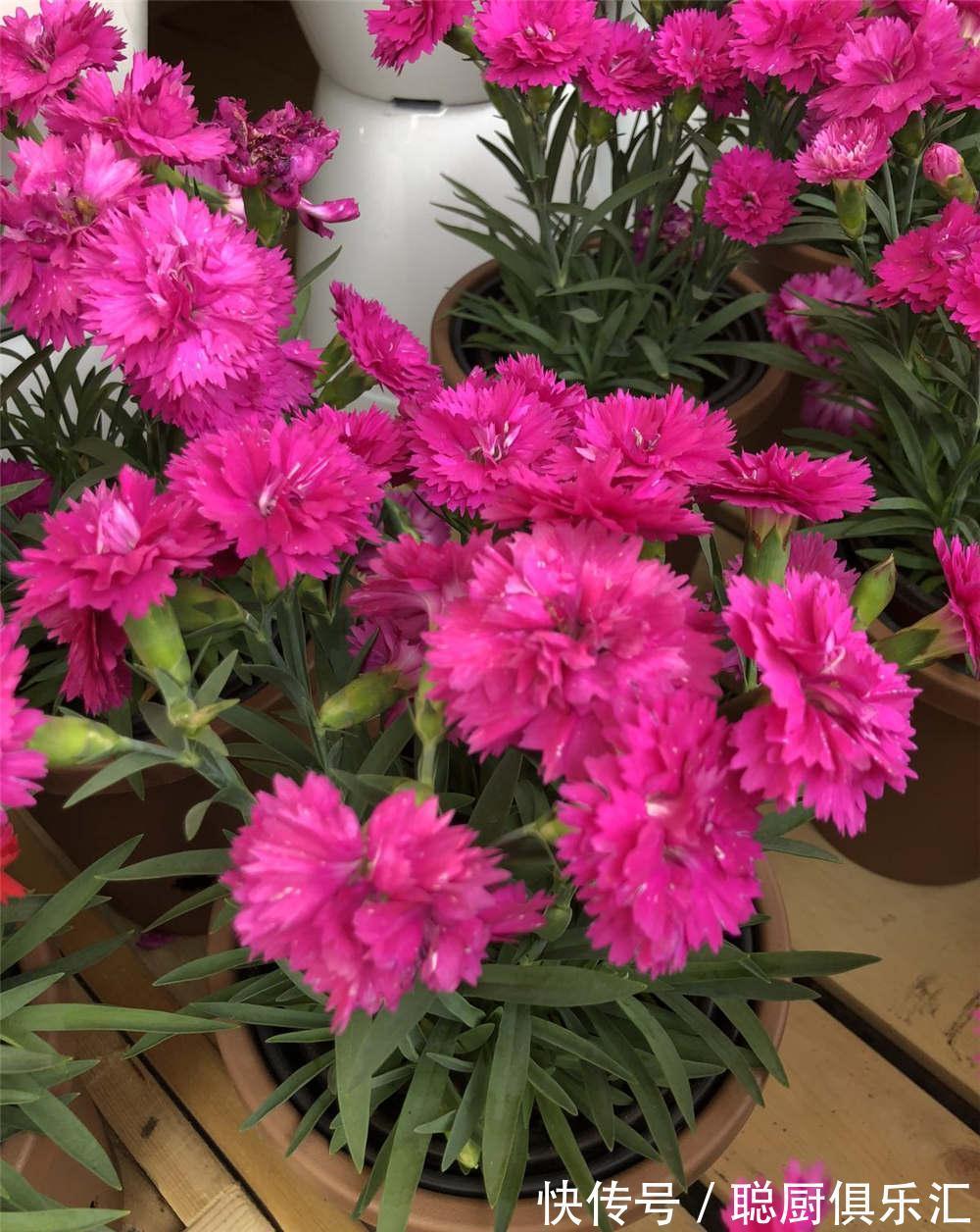 养花试试这几款,持续开花,让家中一年四季都如同春天一样