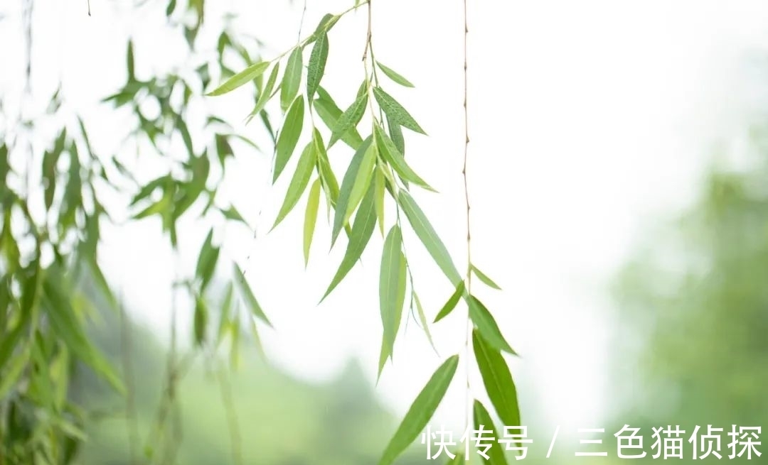 杨柳!新春偷向柳梢归