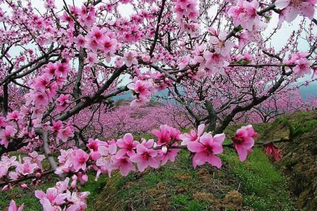 老年|春风拂面百花开 浦江“私藏”了整个春天