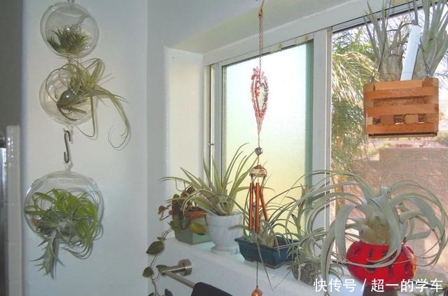 卫生间里少不了8种植物,水培土培都可以,阴凉潮湿处容易养好!