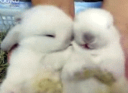 |搞笑GIF:不愧是兄弟两个,连摔跤都是这么同步,好可爱!