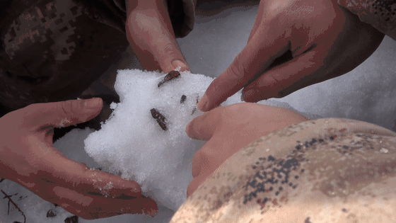 上海体育学院|“冰墩墩”太火了！沪上“一墩难求”！抢不到的网友，花样解决了这个问题