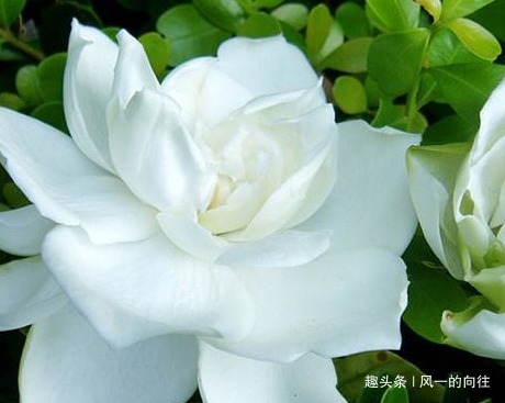 栀子花最爱这种“神仙水”,按照规律浇一点,枝嫩叶绿爆满盆