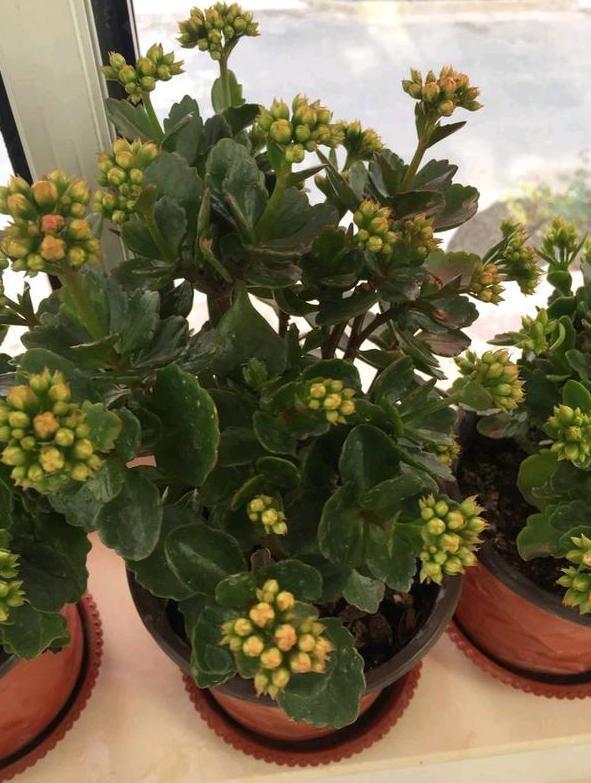 秋养长寿花、蟹爪兰，3方面打好基础，9、10月就能嗖嗖开花