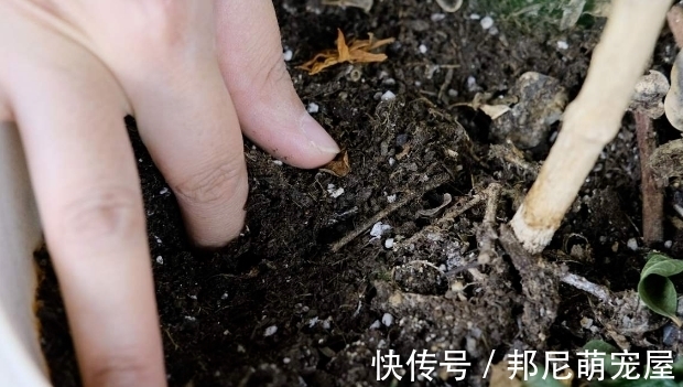 果皮堆肥养花,误入这4个坑,不仅无益反而有害