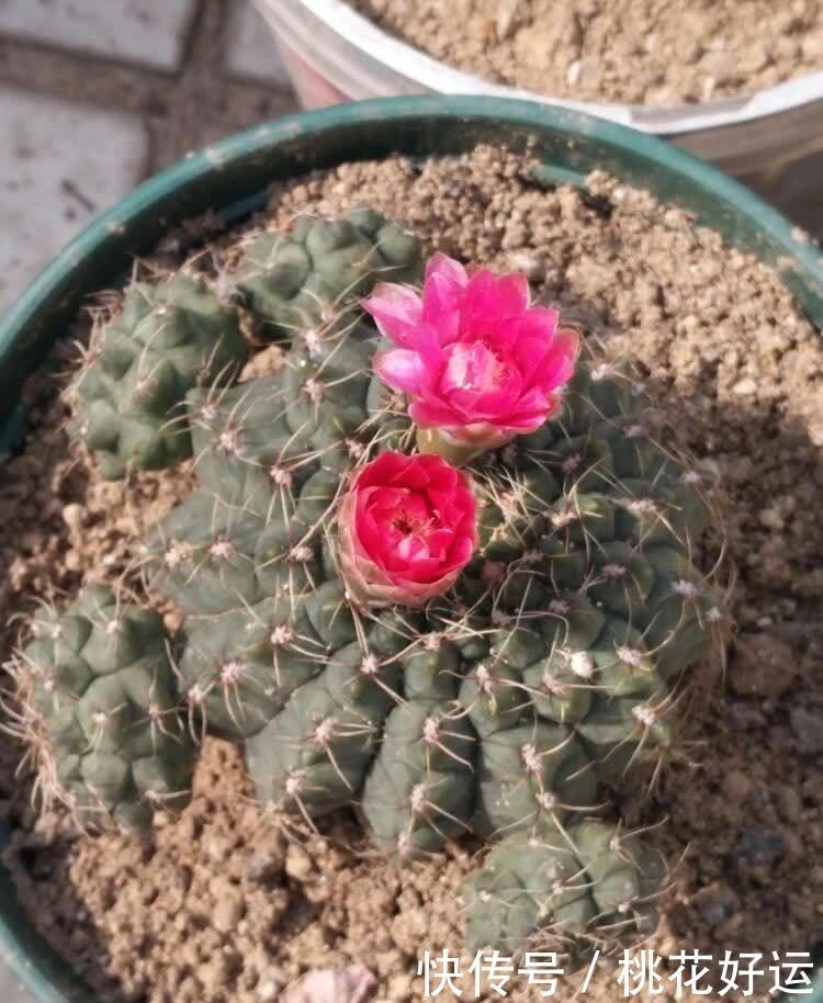 鸡蛋壳|家里4种不起眼的东西拿来养花,土壤更疏松,花花长得更快更好