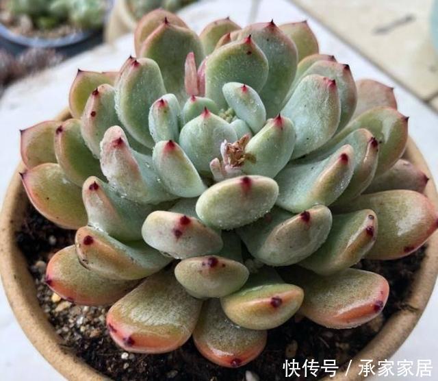 一不小心|家里盆栽总是被养死,试试此些东西,一不小心就爆盆